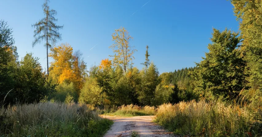 Tienhaara syksyisessä metsässä