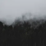 Sumu peittää tumman havumetsän