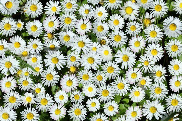Background from white daisy flower, closeup shot.