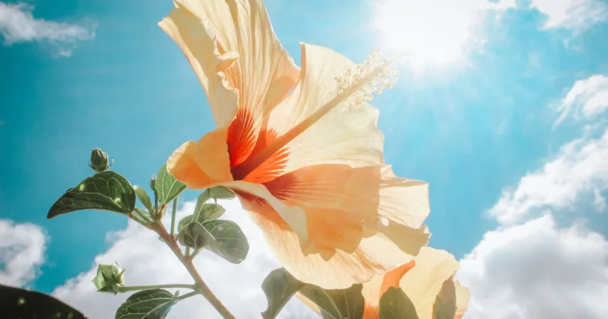 Vaalea hibiskuksen kukka aurinkoista taivasta vasten