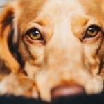 10 syytä olla kiitollinen koirasta – Eläin on ystävä, joka elää kanssamme parhaat ja pahimmat hetket