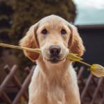 9 ihanaa asiaa, joita koirat meille antavat – ”Iloisuus, joka tempaa mukaan, vaikka olisi kuinka alakuloinen tai väsynyt”