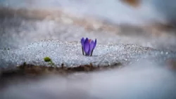 Keväinen kukka lumen keskellä.